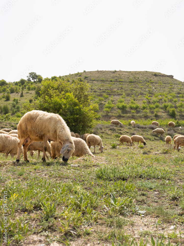 Herd of sheep eating grass. Livestock image of small cattle grazing on meadow. Green hill, mountains on background. Countryside animal farming concept image. Herd of sheep eating grass. Livestock image of small cattle grazing on meadow. Green hill, mountains on background. Countryside animal farming concept image.