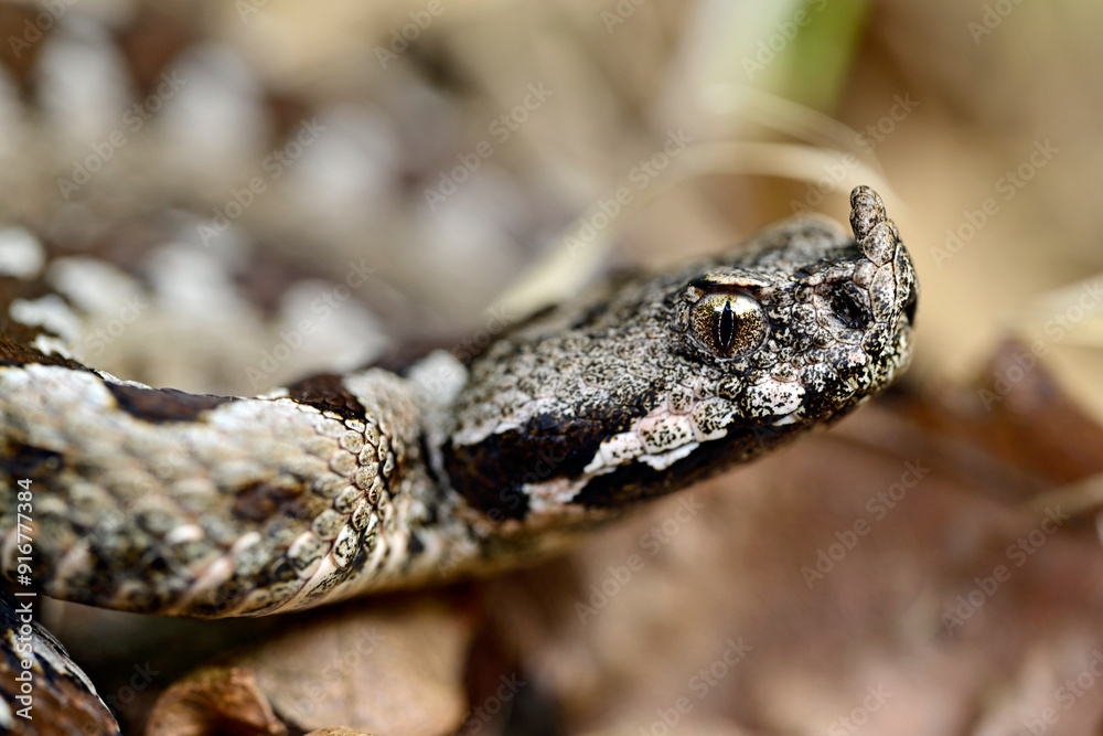 Naklejka premium Nose-horned viper // Europäische Hornotter (Vipera ammodytes montandoni) - Ropotamo National Park, Bulgaria