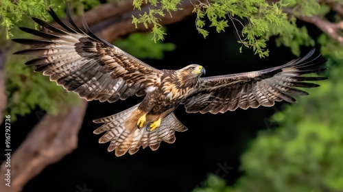 A hagedorn eagle spreads its wings wide while flying between two trees on a dark night, showcasing its majestic form against the black backdrop