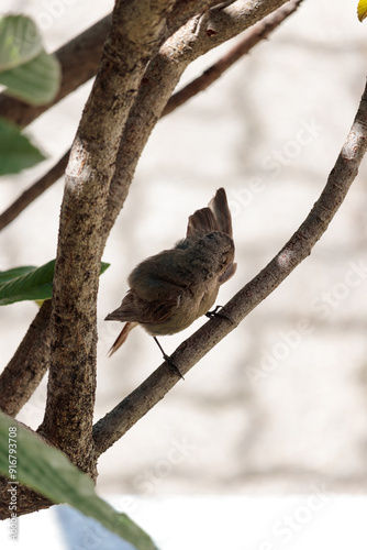 redstart bird washing its wing, on a branch photo