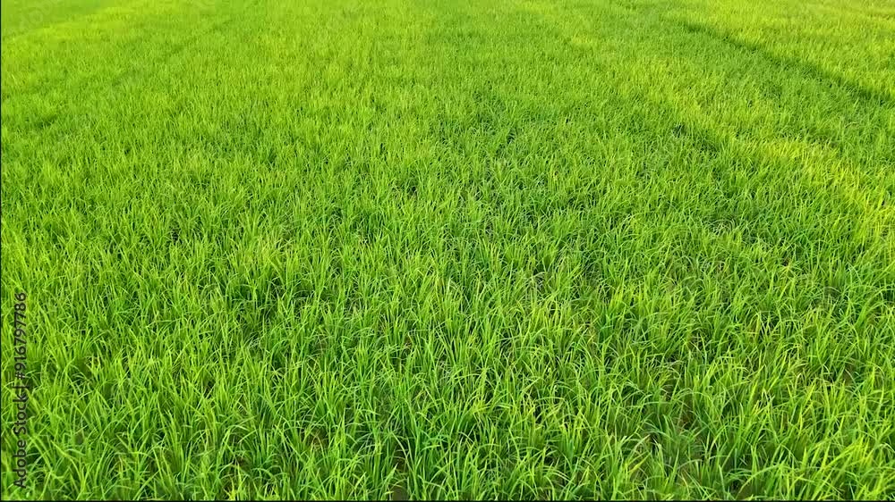 beautiful natural rice field green weather drone video aerial view rice field top view drone view landscape 4K aerial views paddy at west Bengal, India and Bangladesh beautiful natural rice field green weather drone video aerial view rice field top view drone view landscape 4K aerial views paddy at west Bengal, India and Bangladesh