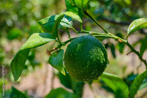 Green oranges grow on a shady tree photo