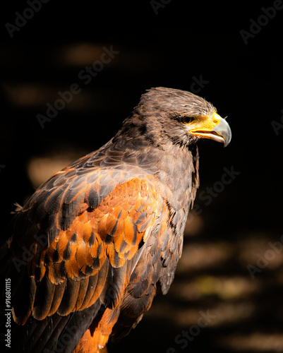 golden eagle portrait