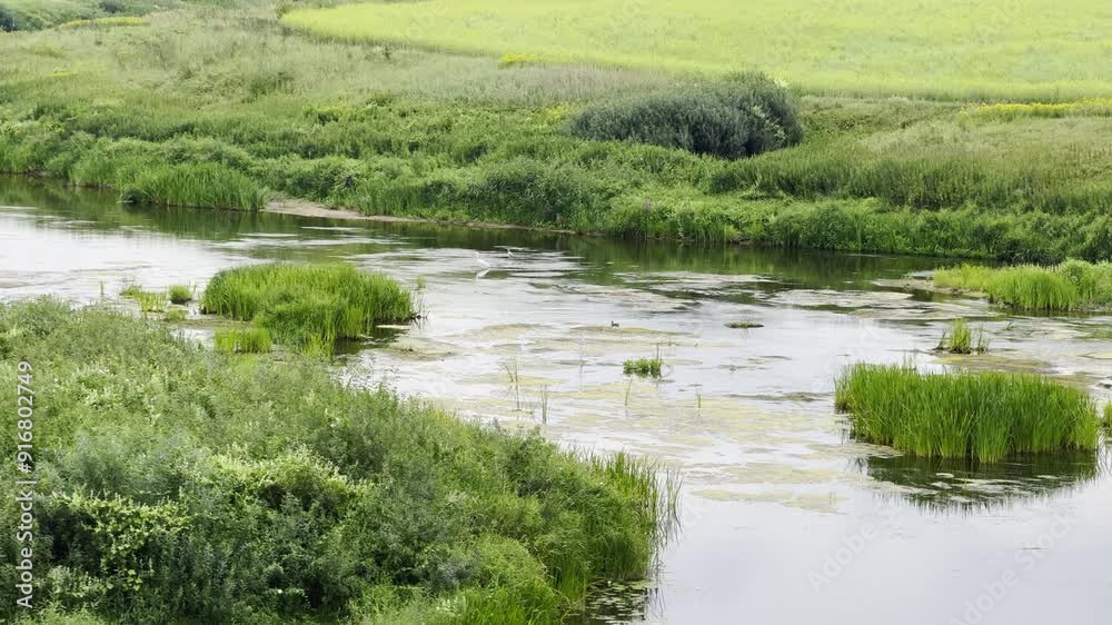 Serene landscape featuring a calm river bordered by dense green vegetation, capturing the tranquility and beauty of nature. Serene landscape featuring a calm river bordered by dense green vegetation, capturing the tranquility and beauty of nature.