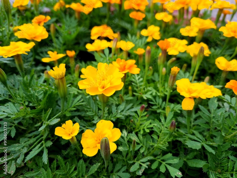 Obraz premium Yellow marigolds in the garden