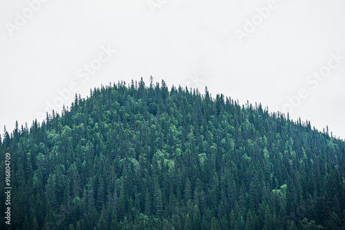 landscape with trees, åre,sverige,sweden,norrland,,mats