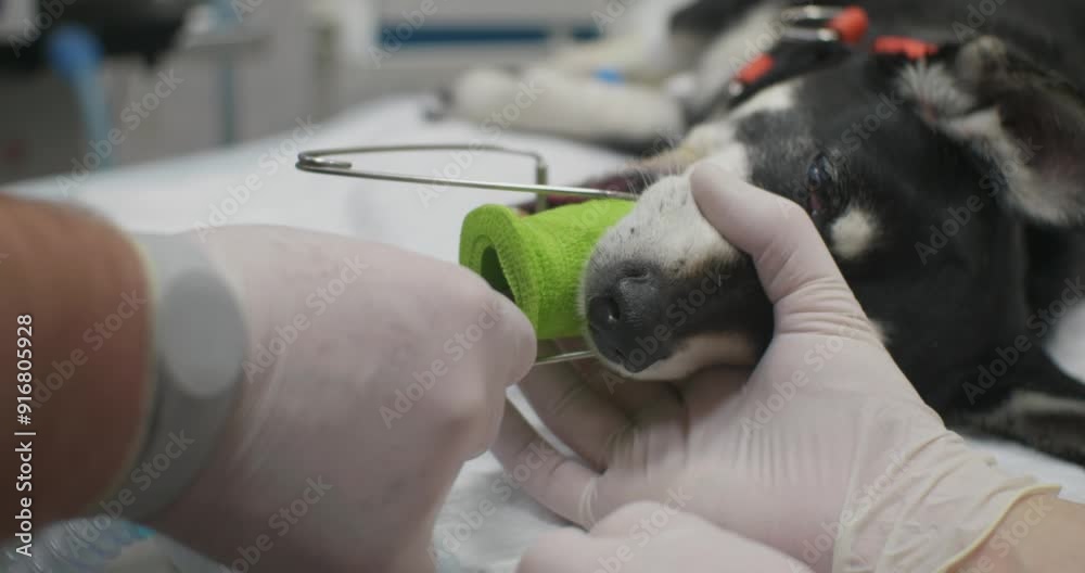 Conducting a gastroscopy of the stomach of a dog under anesthesia in a veterinary clinic. The doctor passes an endoscope probe through the dog's esophagus. A dog undergoing a gastroscopy.