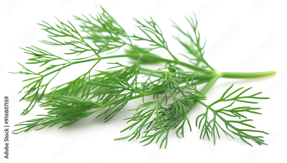Sprig of fresh dill isolated on white Sprig of fresh dill isolated on white
