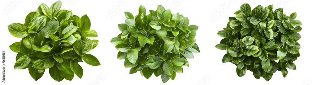 Collection of 3 decorative green bush or shrub plants, top view, transparent background