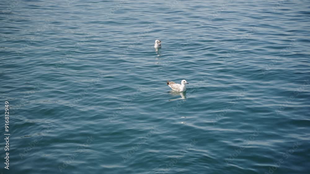 Seagulls float calmly on clear blue ocean water. Birds rest, navigate gentle sea waves. Peaceful marine life scene. Coastal wildlife, natural habitat observed. Seagulls float calmly on clear blue ocean water. Birds rest, navigate gentle sea waves. Peaceful marine life scene. Coastal wildlife, natural habitat observed.