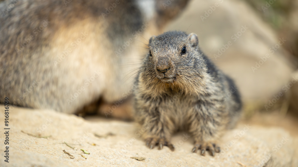 Naklejka premium Parc Animalier des Pyrénées
