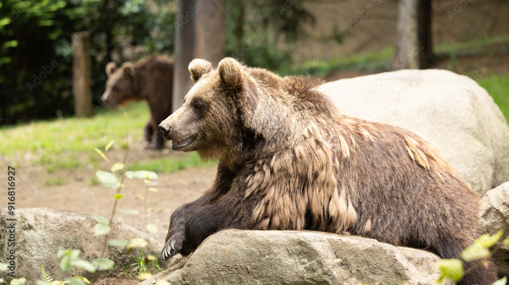 Fototapeta premium Parc Animalier des Pyrénées