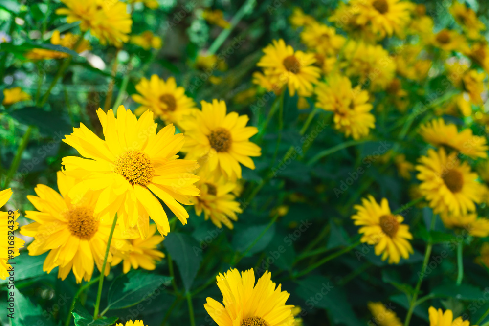 A Colorful Display of Vibrant Yellow Flowers in a Beautiful Blooming Field of Nature A Colorful Display of Vibrant Yellow Flowers in a Beautiful Blooming Field of Nature