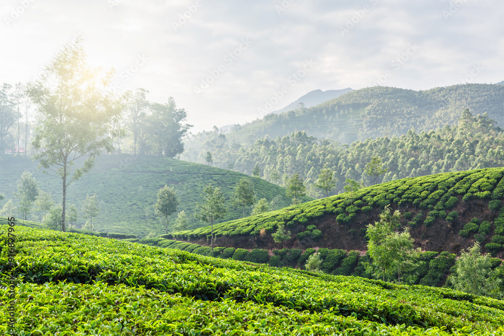 Green tea plantations in Munnar, Kerala, India