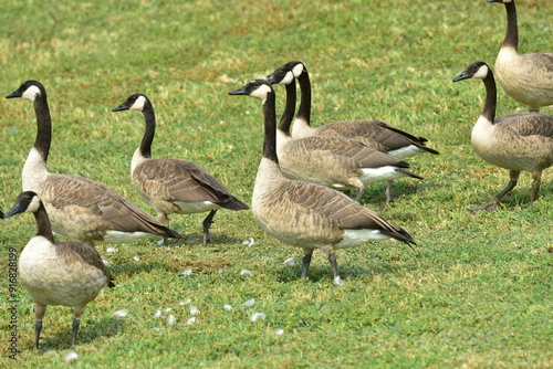 Wild geese walking on grass