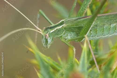 Closeup on a European long horned Lily Bush-cricket, Tylopsis lilifolia hiding in vegetation