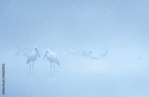 Spoonbill in the fog photo