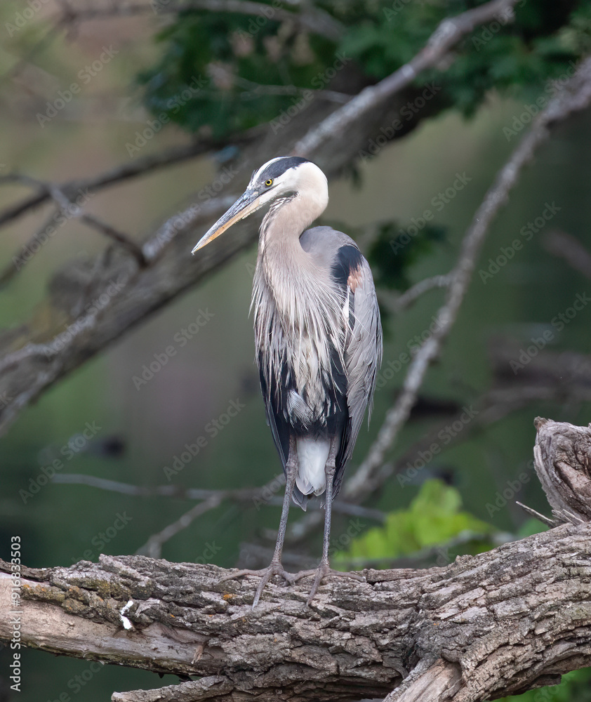 Fototapeta premium Blue Heron, Great Blue Heron, Heron, Great Blue Herons, Blue herons, herons,