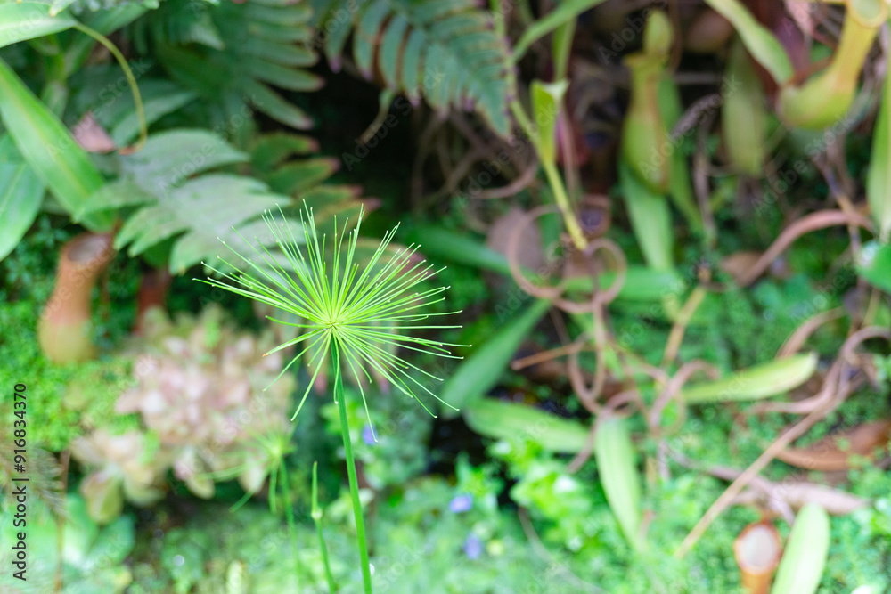 Vibrant and Carnivorous Pitcher Plant Nestled Among Lush and Diverse Greenery All Around