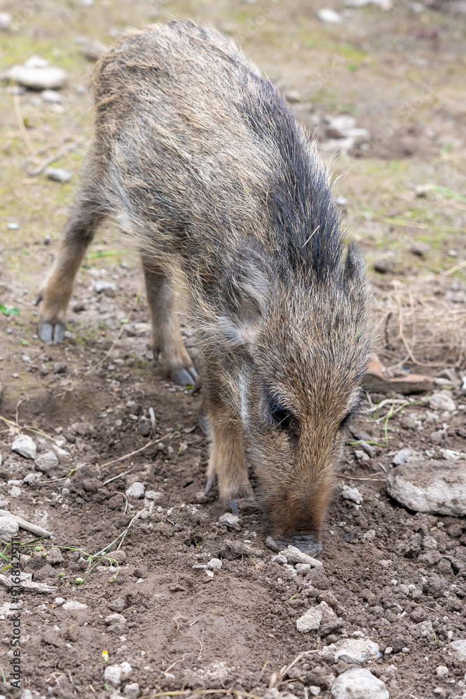 Wildschweine