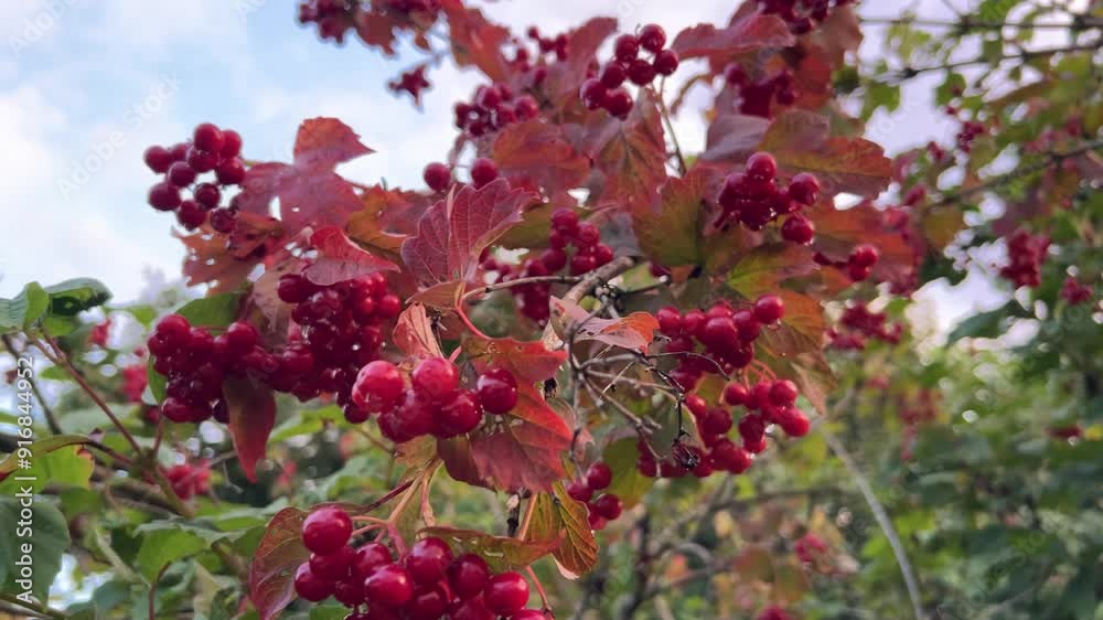 Red viburnum berries on branch of bush. Slow-motion