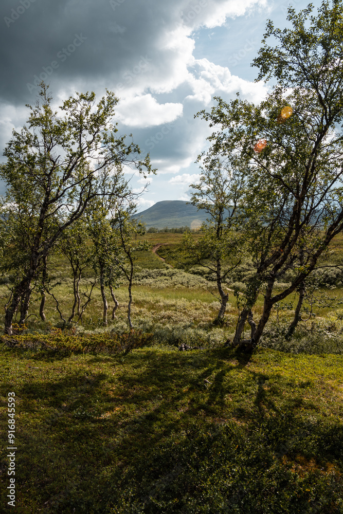 Beautiful shot of arctic landscape in Swedish Lapland Mountain National Parks (on Padjelantaleden between Stora Sjöfallet and Padjelanta). Birches in front. Mystical clouded Mountains in background. Beautiful shot of arctic landscape in Swedish Lapland Mountain National Parks (on Padjelantaleden between Stora Sjöfallet and Padjelanta). Birches in front. Mystical clouded Mountains in background.