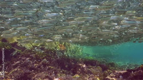 Numerous shoal of young Hardyhead Silverside fishes swims in coastal area above large cobblestones covered with algae, casting shadow on them in bright sunlight, Low-angle shot, slow motion photo