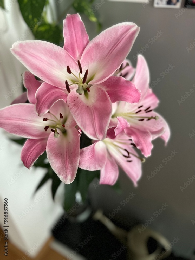 Naklejka premium Lilac flower