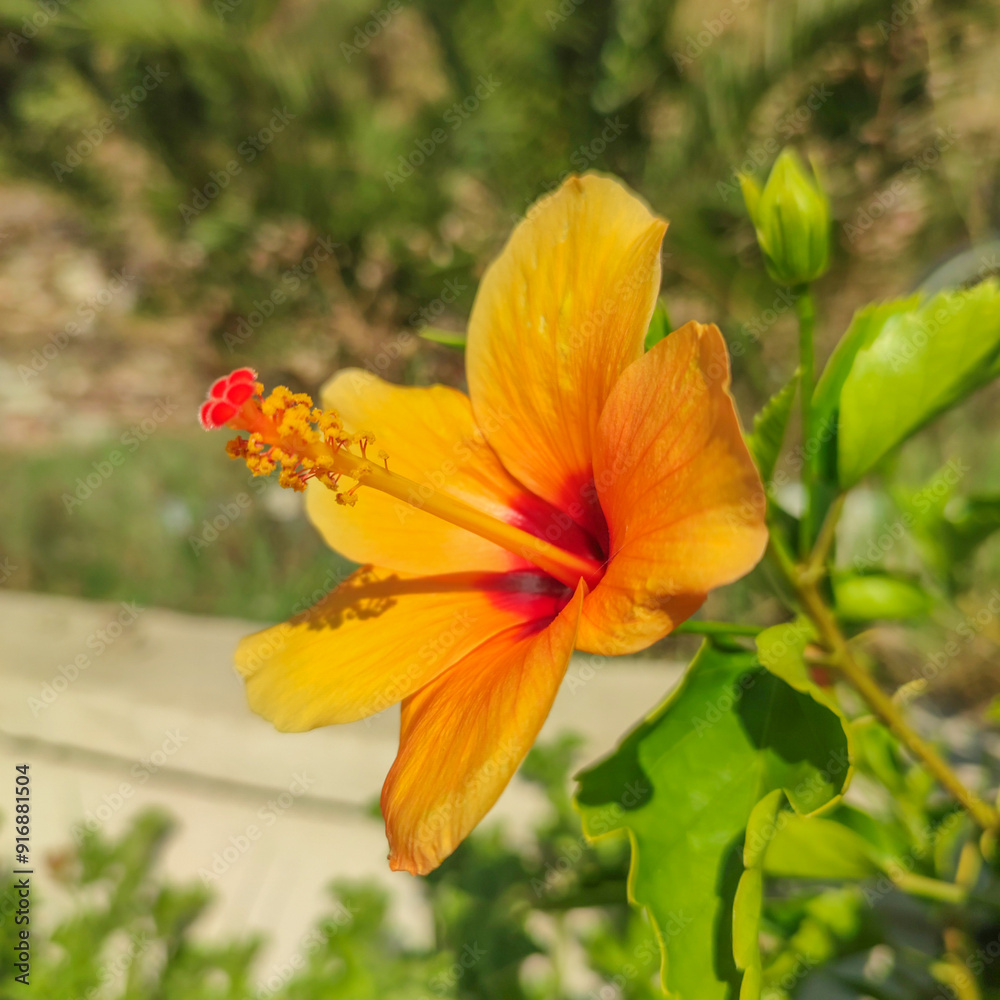 Superbe fleur orange avec son pistil tournée vers le soleil Superbe fleur orange avec son pistil tournée vers le soleil