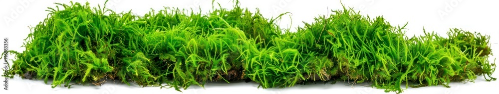 lush green spring grass on a white background lush green spring grass on a white background