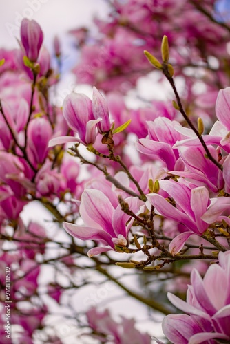 pink magnolia flowers 