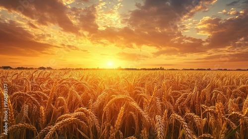 Wheat field at sunset. Ears of golden wheat close-up. Beautiful rural landscape. Rich harvest concept.