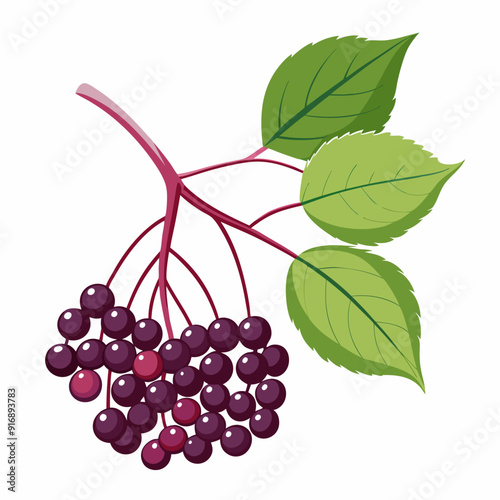 A Branch of Elderberries with Green Leaves