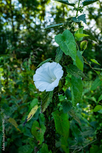 fleur blanche, la belle de nuit photo