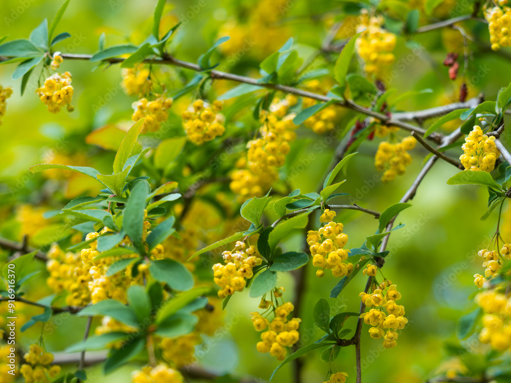 Nahaufnahme von gelb blühenden Zweigen der Gemeinen Berberitze (Berberis vulgaris). Nahaufnahme von gelb blühenden Zweigen der Gemeinen Berberitze (Berberis vulgaris).