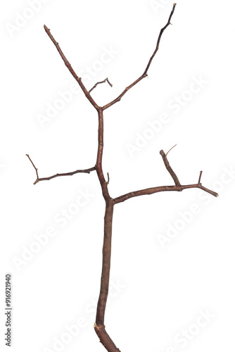 dry tree branches, perfect for botanical, nature, and design projects. Isolated transparent background