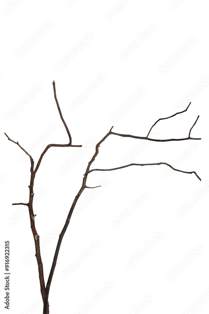 dry tree branches, perfect for botanical, nature, and design projects. Isolated transparent background dry tree branches, perfect for botanical, nature, and design projects. Isolated transparent background