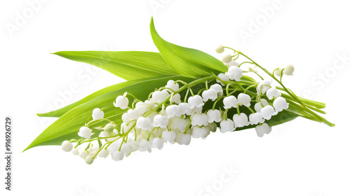 Lily of the valley flower isolated on a white background with full depth of field, high resolution