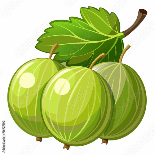 Three Green Gooseberries with a Leaf and Stem