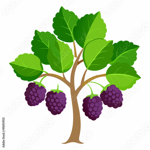 Illustration of a blackberry bush with ripe berries