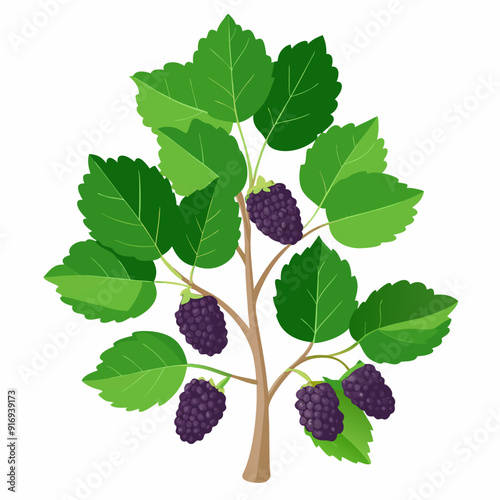 Blackberry Bush with Green Leaves and Ripe Berries