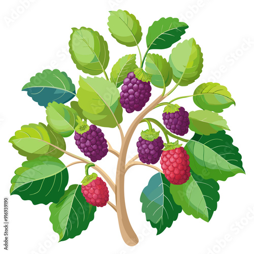 A Branch of a Blackberry Bush with Green Leaves and Ripe Blackberries