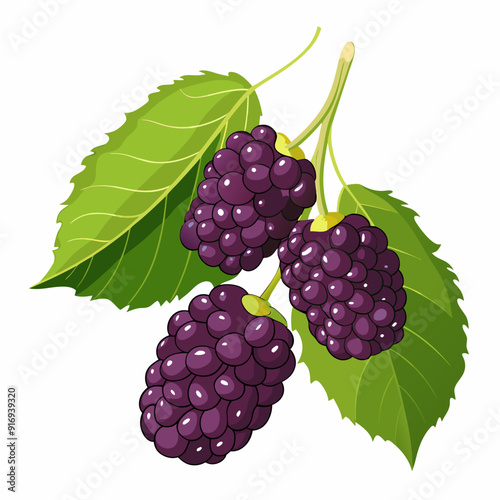 A cluster of three blackberries with green leaves on a vine