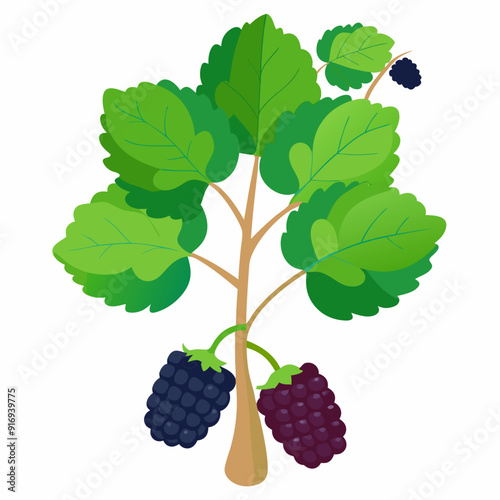 Blackberry Bush with Two Ripe Blackberries