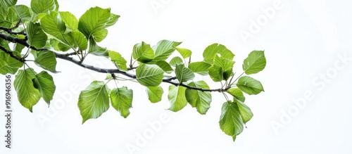 Mulberry tree branch with green leaves against a white backdrop, perfect as a copy space image.