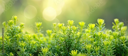 Spurge cypress (Euphorbia cyparissias) is suitable for a copy space image.