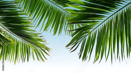 Green coconut leaf frame isolated on white background Tropical Plants Border AI Generated