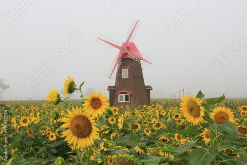 Summer scenery of Namji Park in Changnyeong-gun, Gyeongsangnam-do, where sunflowers are blooming, photo