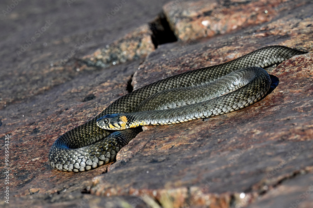Grass snake basking in the rock crevise Grass snake basking in the rock crevise