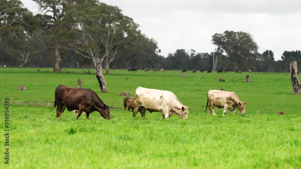 Beef cows and calfs grazing on grass in south west victoria, Australia. eating hay and silage. breeds include specked park, murray grey, angus and brangus Beef cows and calfs grazing on grass in south west victoria, Australia. eating hay and silage. breeds include specked park, murray grey, angus and brangus